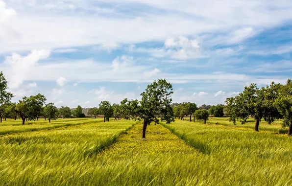 Summer, trees, nature, garden