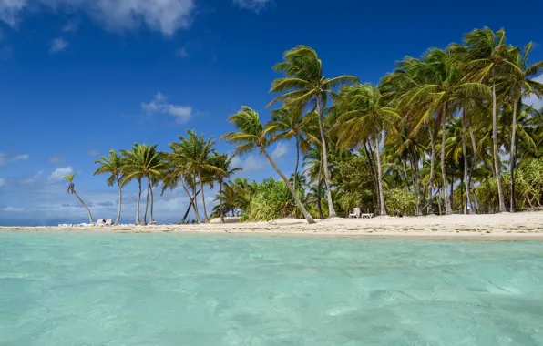 Picture palm trees, The Caribbean sea, Guadeloupe