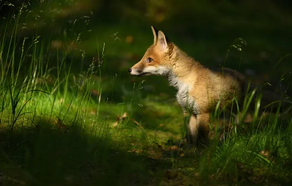 Grass, light, glade, Fox, Fox