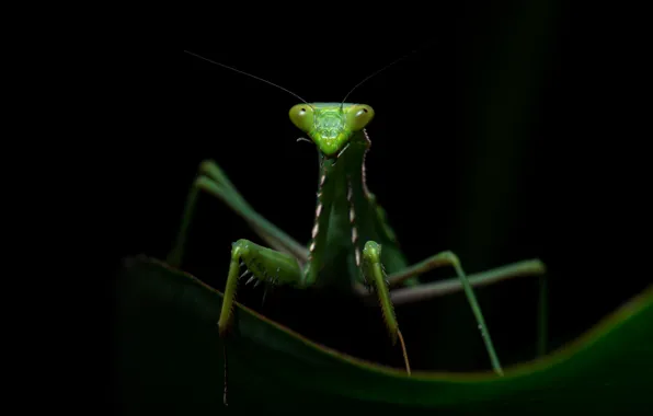 Picture look, macro, pose, green, leaf, legs, mantis, insect