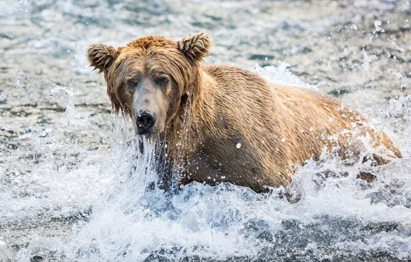 Picture face, squirt, fishing, bear, grizzly
