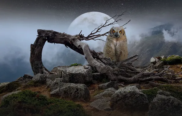 The sky, look, mountains, night, branches, fog, stones, rendering