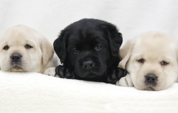 Picture puppies, trio, Labrador, breed