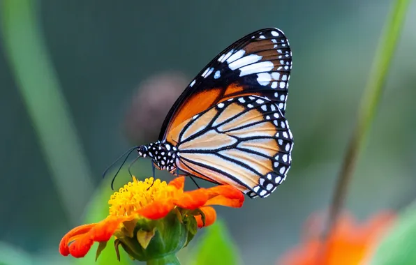 Flower, macro, butterfly, wings, beautiful, close-up