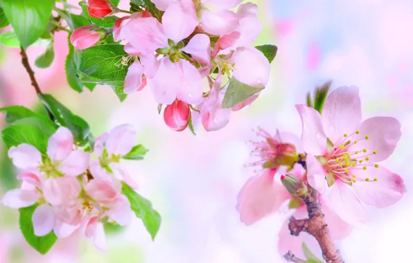 Picture spring, Apple, flowering