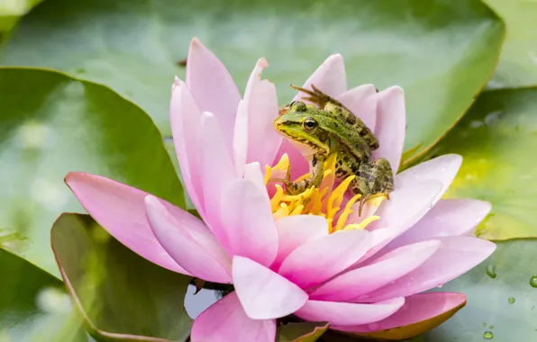 Flower, pond, pink, frog, green, pond, Nymphaeum, water Lily