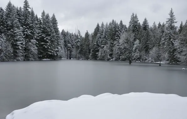 Winter, Lake, Ice, Winter, Ice, Lake, Trees