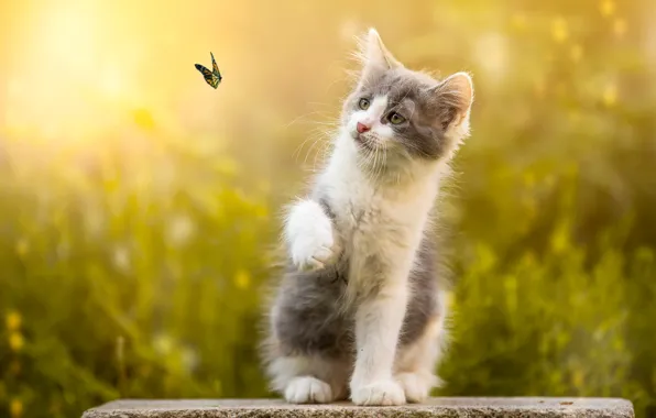 Picture nature, animal, butterfly, stone, kitty, bokeh