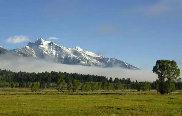 Forest, mountains, nature, National Park, Grand Teton, Foggy teton mountains