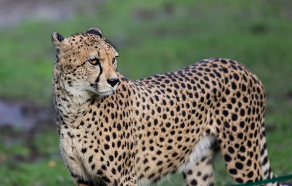 Picture face, predator, Cheetah, grace, wild cat