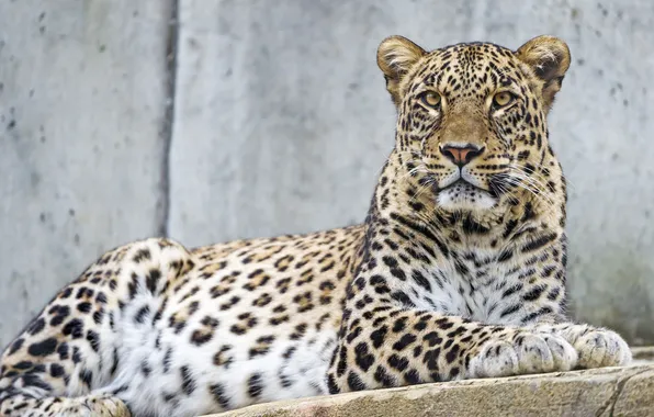 Cat, look, leopard, Persian, ©Tambako The Jaguar