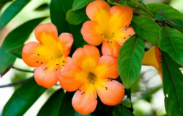 Leaves, orange, petals