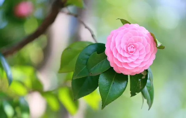 Picture leaves, pink, branch, Camellia