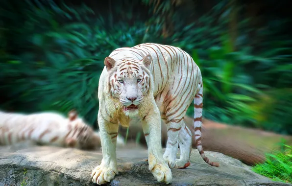 White, look, tiger, predator