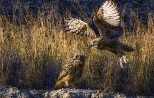 Grass, flight, Owl, flap, two birds, David Manusevich, Eurasian eagle-owls