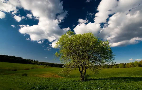 Field, forest, the sky, clouds, Tree