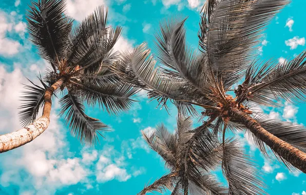 Clouds, palm trees, clouds, blue sky, palm trees, blue sky, Leah Kelley
