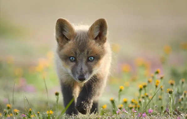Look, flowers, background, Fox, face, Fox
