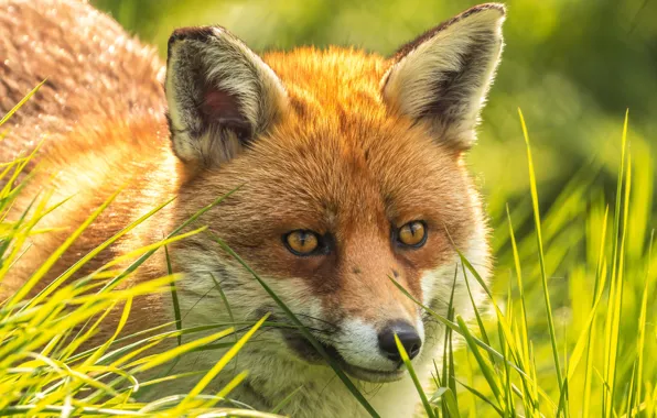 Picture grass, look, nature, portrait, Fox