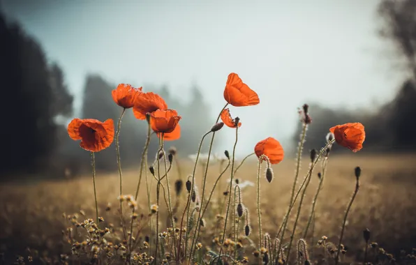 Picture flowers, nature, Maki