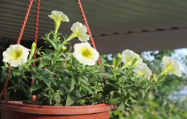 Pot, yellow, Petunia, Mamala ©, summer 2018