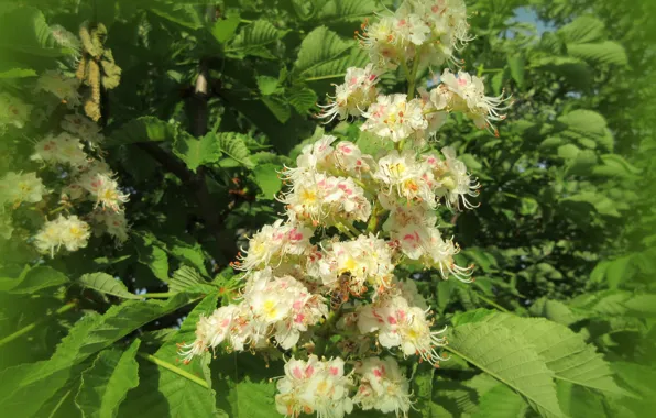 Flowers, chestnut, spring 2018, Meduzanol ©