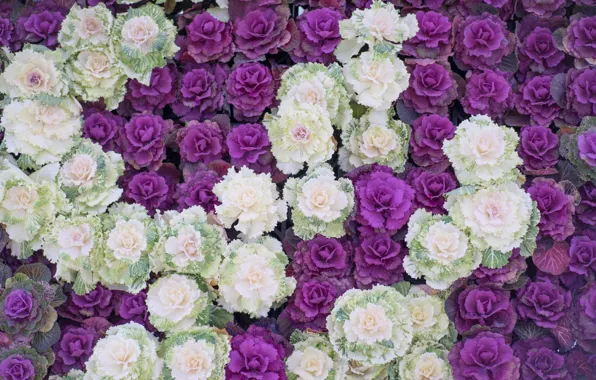 Flowers, white, flowerbed, a lot, lilac, Ornamental Kale