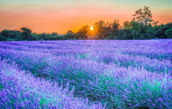 Picture the sky, rays, trees, sunset, flowers, lavender, plantation