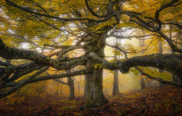 Autumn, forest, trees, branches, nature, fog, tree, foliage