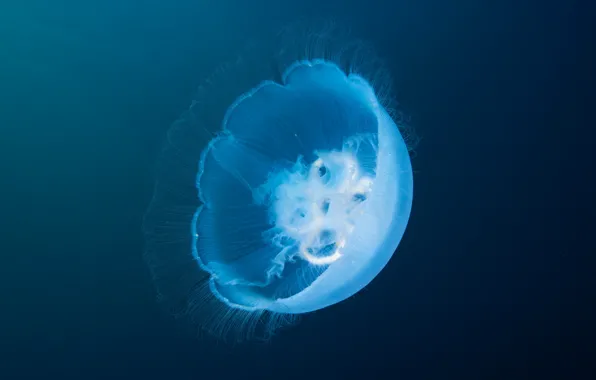 Sea, water, macro, Medusa, transparent, underwater world, under water, blue background