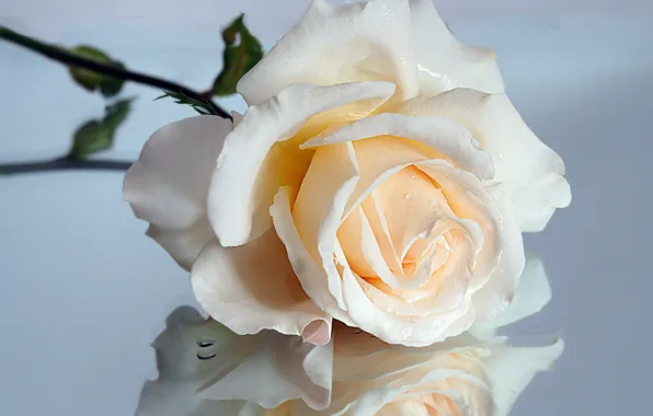 Macro, reflection, rose, cream