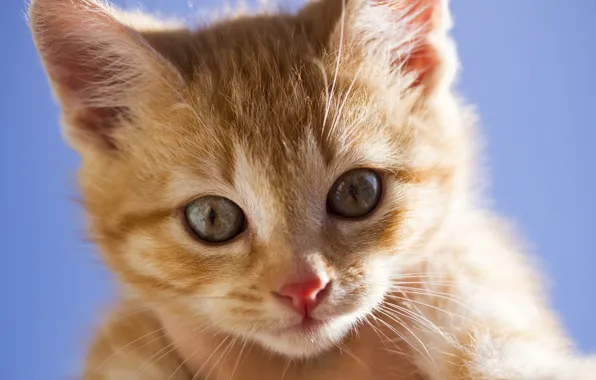 Look, muzzle, ginger kitten