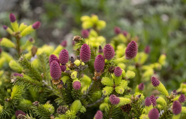 Branches, pink, needles, bumps, young, bokeh, bumps