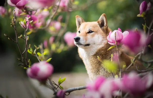 Look, face, flowers, branches, nature, portrait, dog, spring