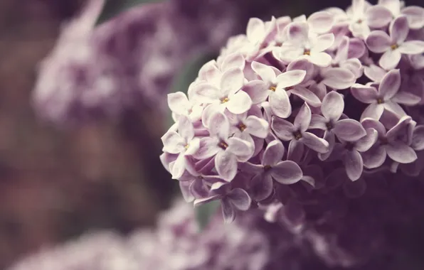 Picture macro, flowers, nature, color, plants, branch, spring, lilac