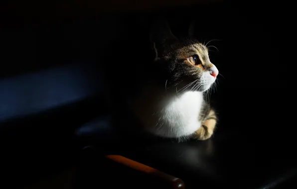 Cat, cat, look, face, light, darkness, grey, background