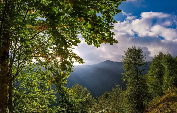 Greens, The sky, Branches