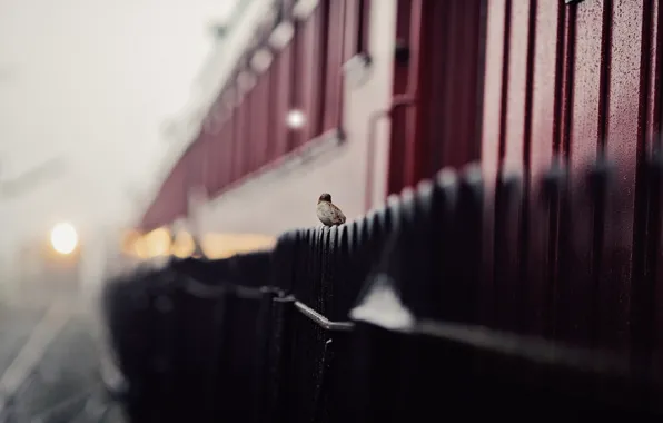 Picture street, the fence, Sparrow