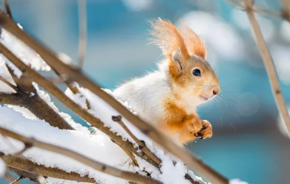 Winter, snow, branches, protein, blue background, bokeh
