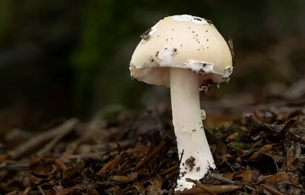 Background, mushroom, Beat Buetikofer