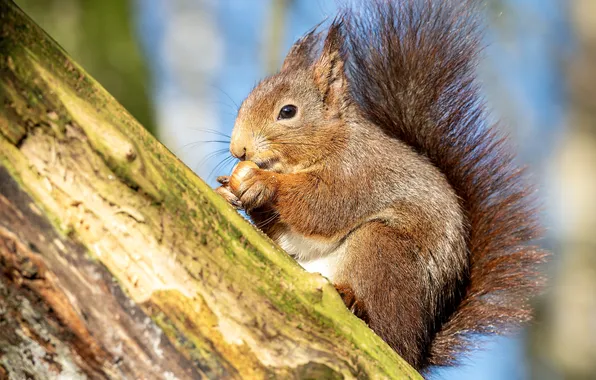 Walnut, protein, the trunk of the tree