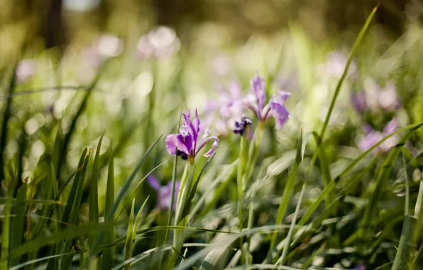 Grass, macro, flowers, nature