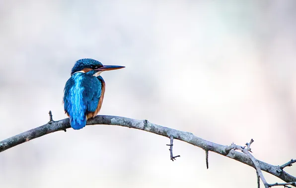 Bird, picture, kingfisher, animal-