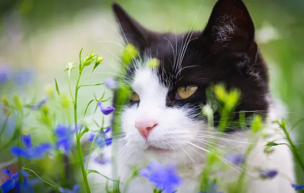 Cat, summer, cat, look, flowers, pose, black and white, portrait