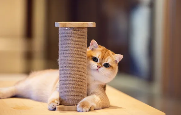 Cat, look, nature, pose, kitty, table, legs, red