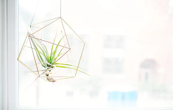 Plant, window, art, pot, floral, creative