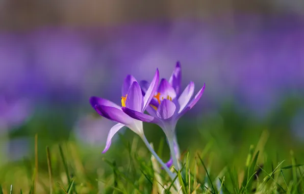 Picture grass, macro, spring, petals, crocuses, bokeh, saffron