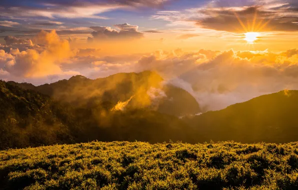 Picture forest, the sky, grass, the sun, clouds, rays, light, landscape