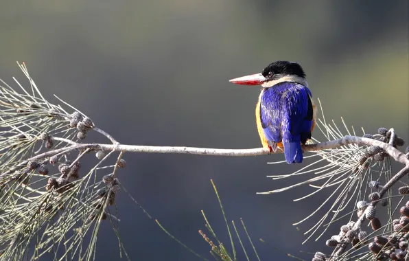 Picture bird, branch, feathers, beak, tail, Kingfisher
