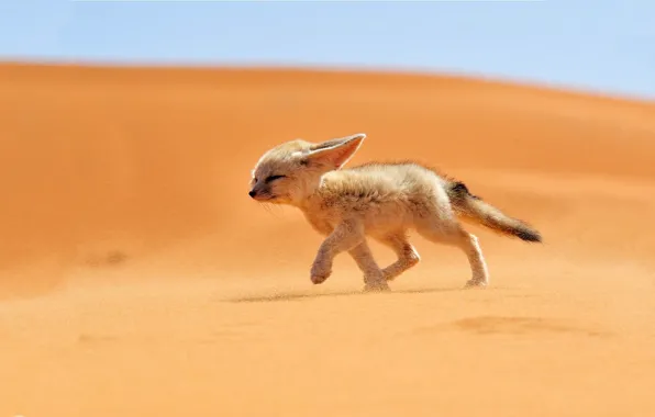 Picture sand, desert, Fox
